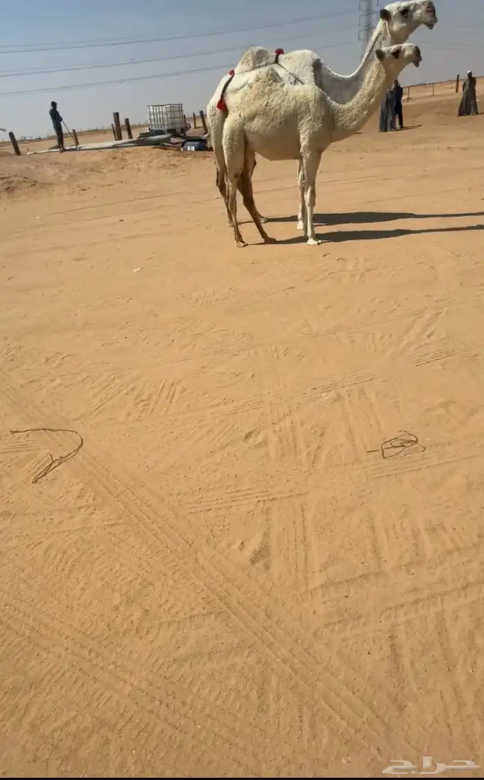 عشرا كفوو 0