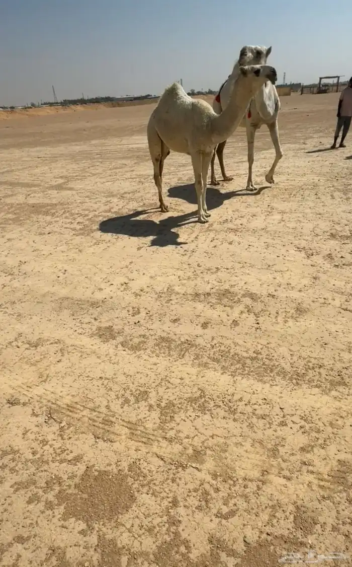 عشرا كفوو 1