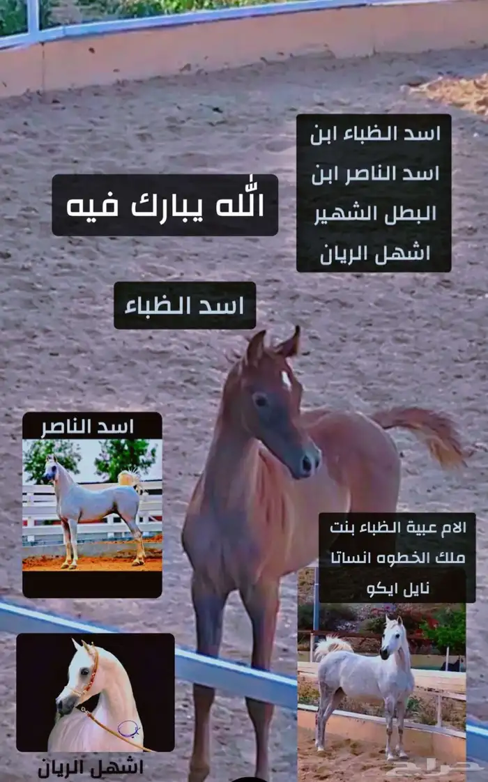 مهر واهو شيخ 2