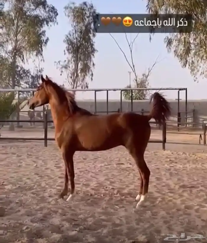 مطلوب فورد F250 0