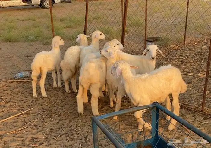 المظيلف 0