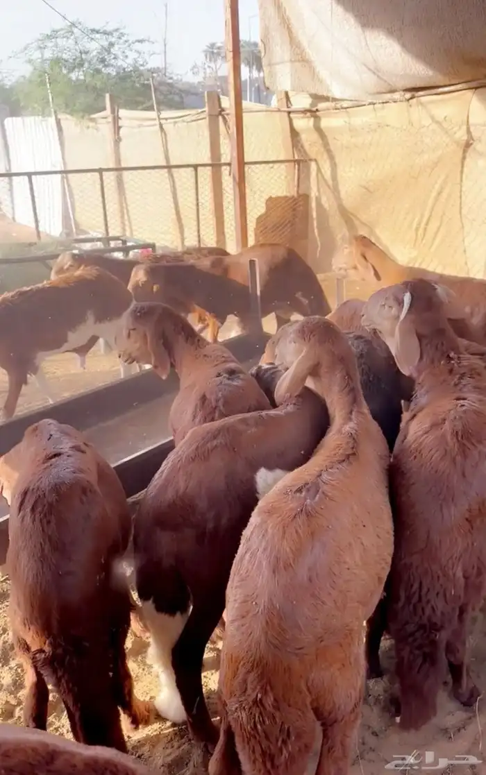 يوجد سواكن مرابي 0