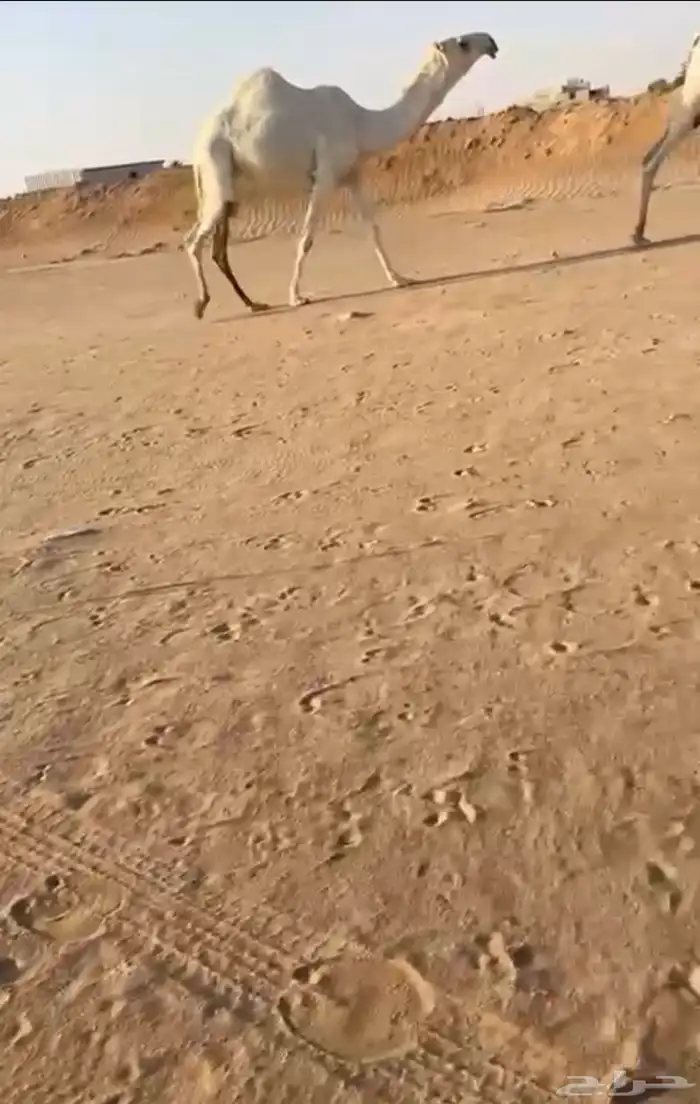 بكره كفو 1