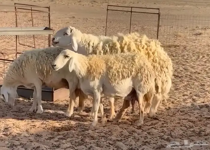 مشاريع فحول حريه طيبه والبيع سمح 6
