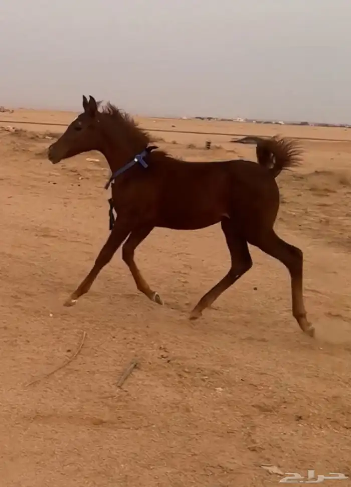 للبيع مهره طيبه با الحيل 0