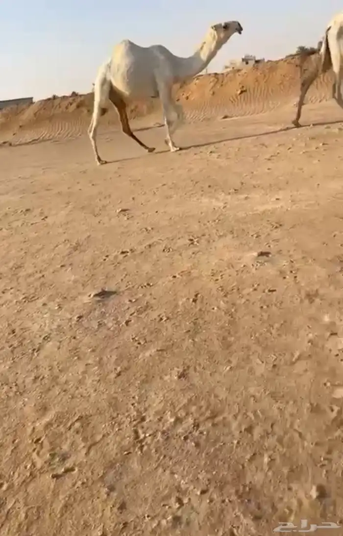بكره كفو 2