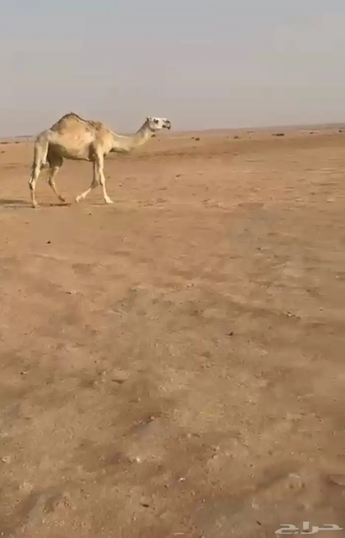 ضرايب شقح 1