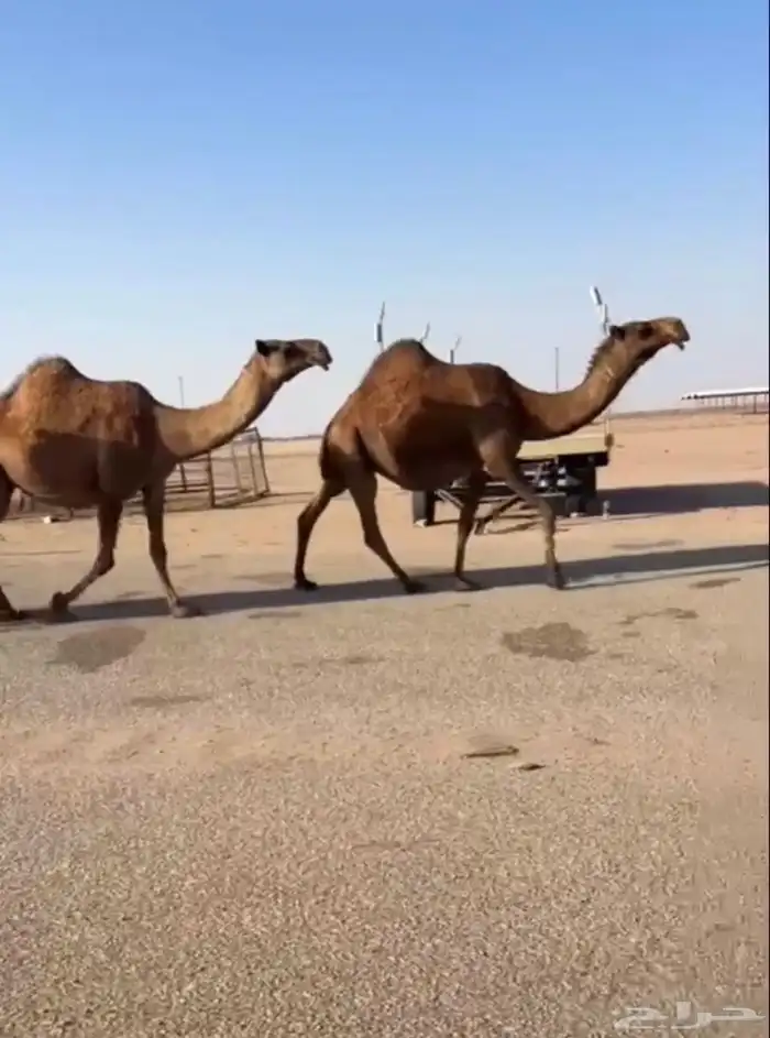 ثلاث لقحات ملاقي واصلات 1