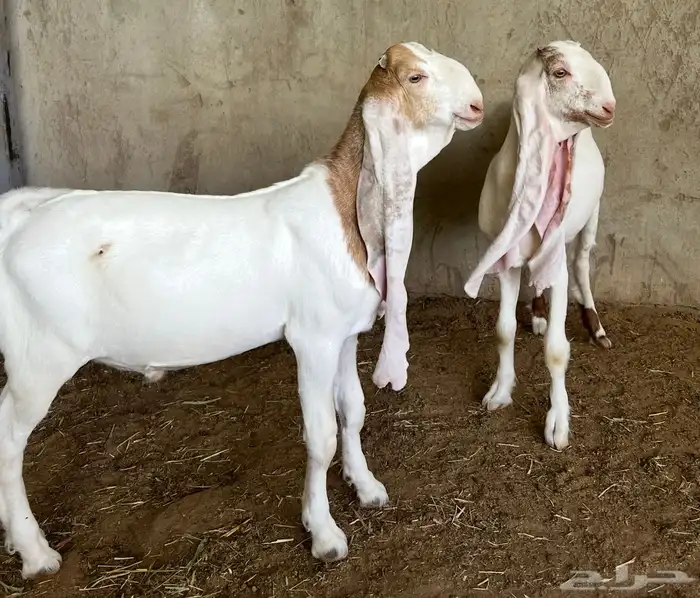 جفر وجفرة حجازية ( هولندية ) 0