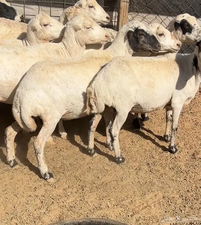 غنم رفيديات 1