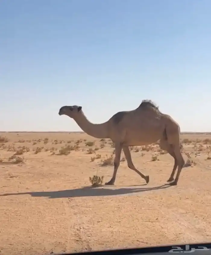 نياق البيع وحده شعل وحده صفرا ضرايب 0