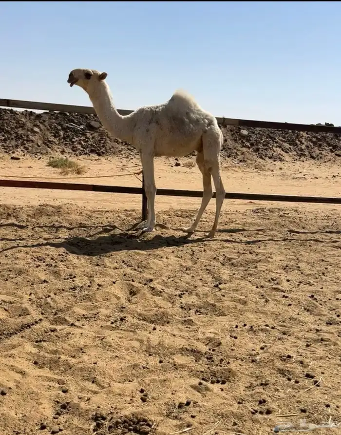 حوار اوضح كفو جده حاكم بن قريع 1