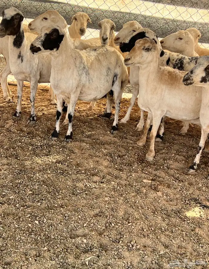 غنم رفيديات 0