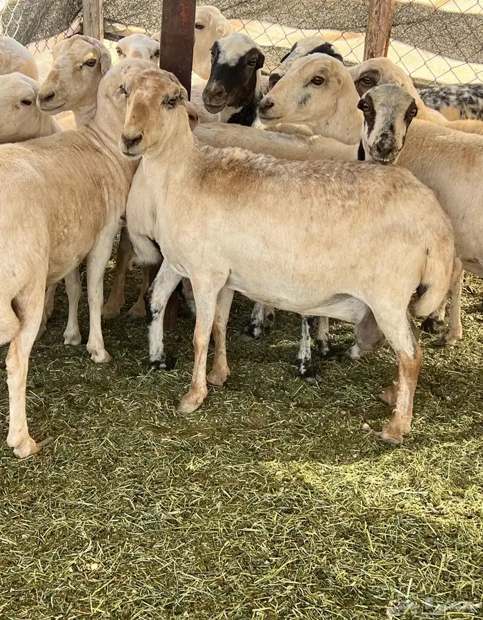 غنم رفيديات 3