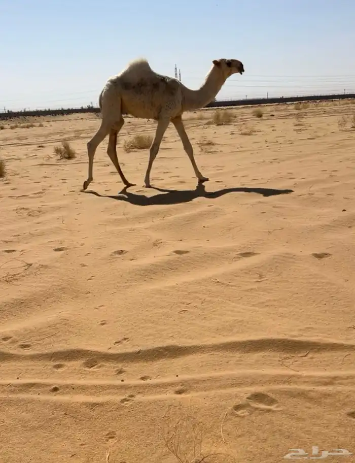حوار اوضح كفو جده حاكم بن قريع 0