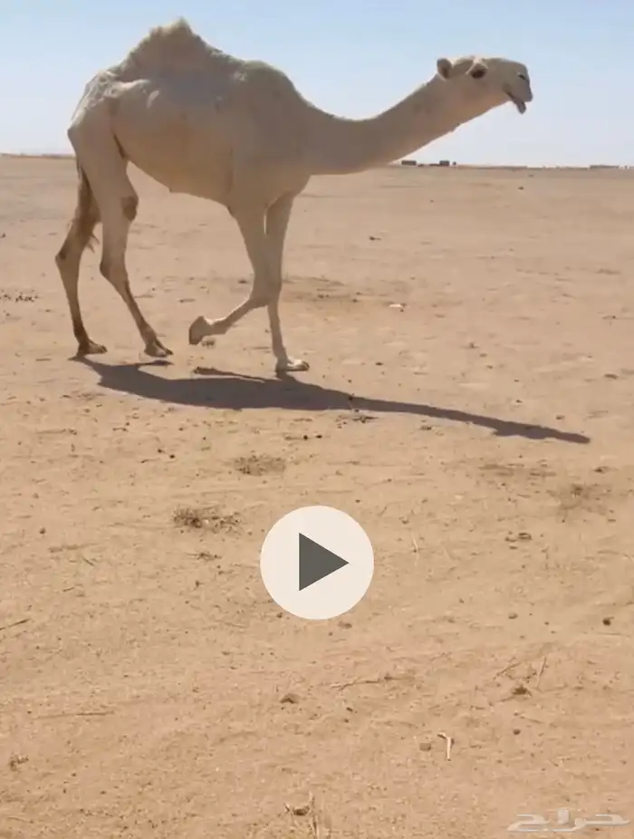 بكره جذعه طيبه 0