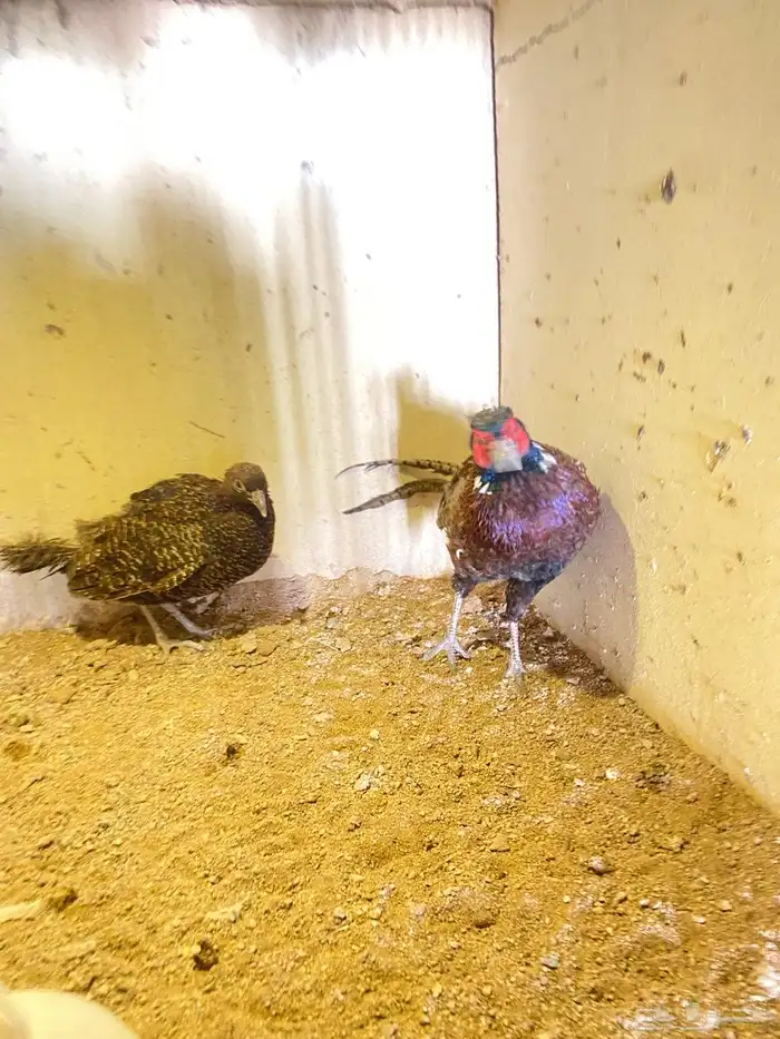 فزن ازواج منتجه للبيع 5