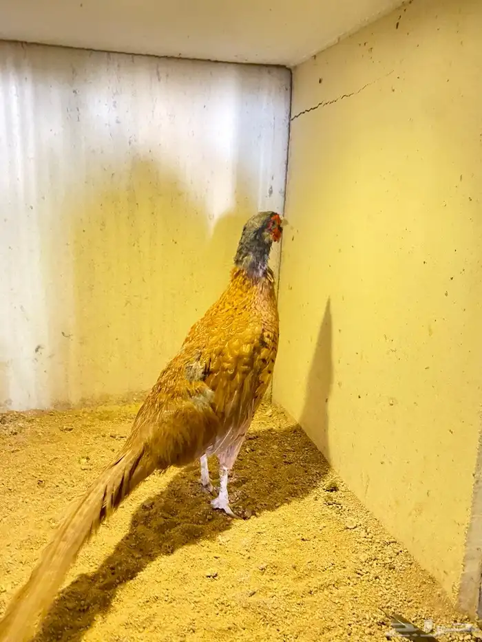 فزن ازواج منتجه للبيع 2