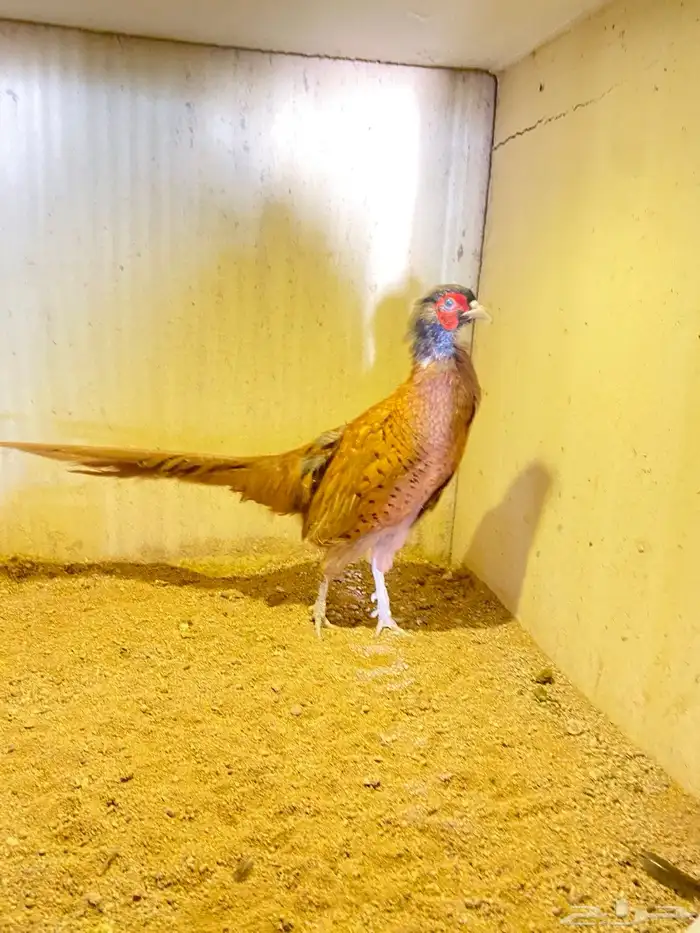 فزن ازواج منتجه للبيع 1