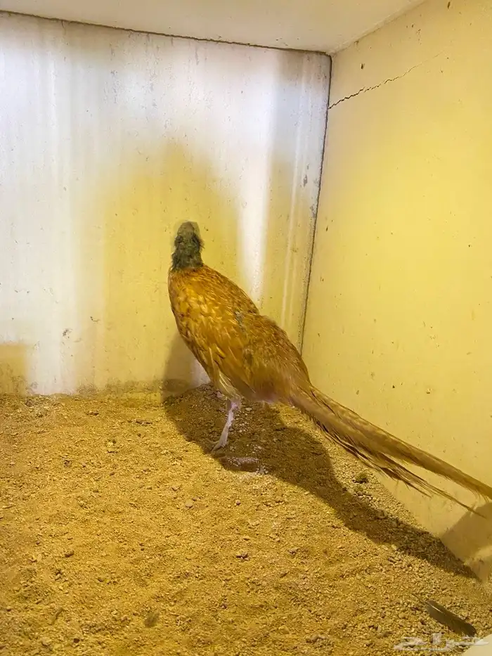 فزن ازواج منتجه للبيع 3