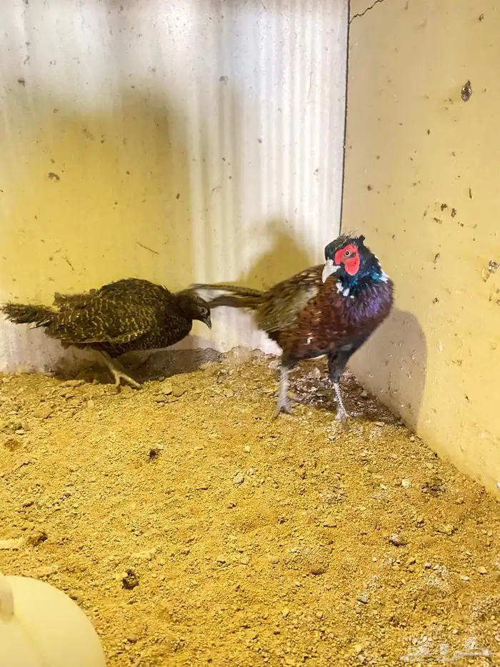 فزن ازواج منتجه للبيع 0