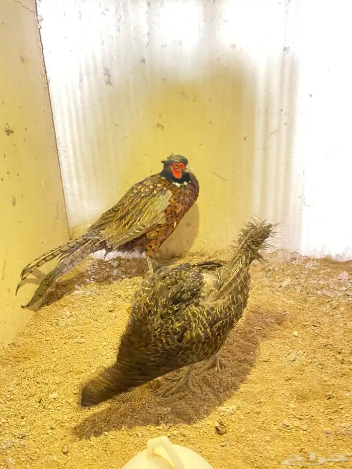 فزن ازواج منتجه للبيع 4