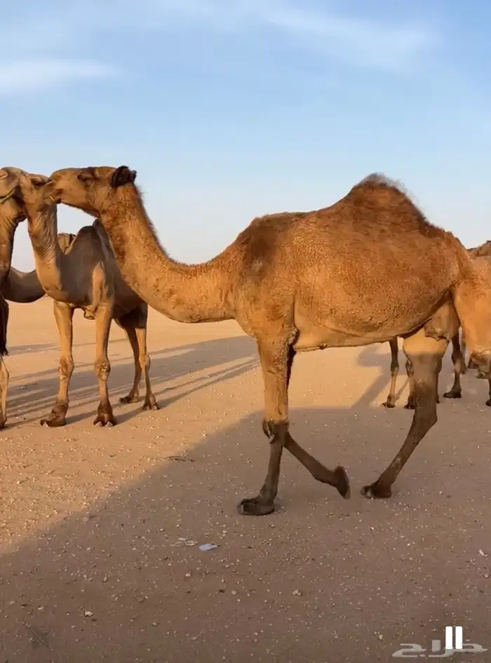 نياق البيع وحده شعل وحده صفرا ضرايب 2