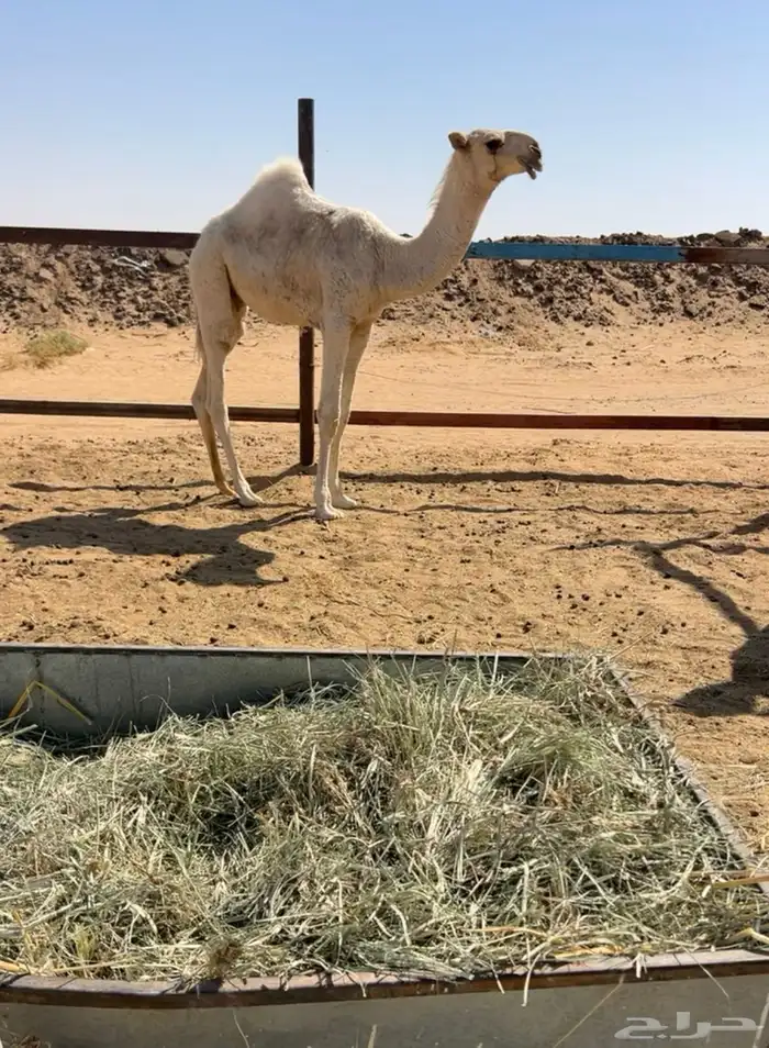 حوار اوضح كفو جده حاكم بن قريع 2