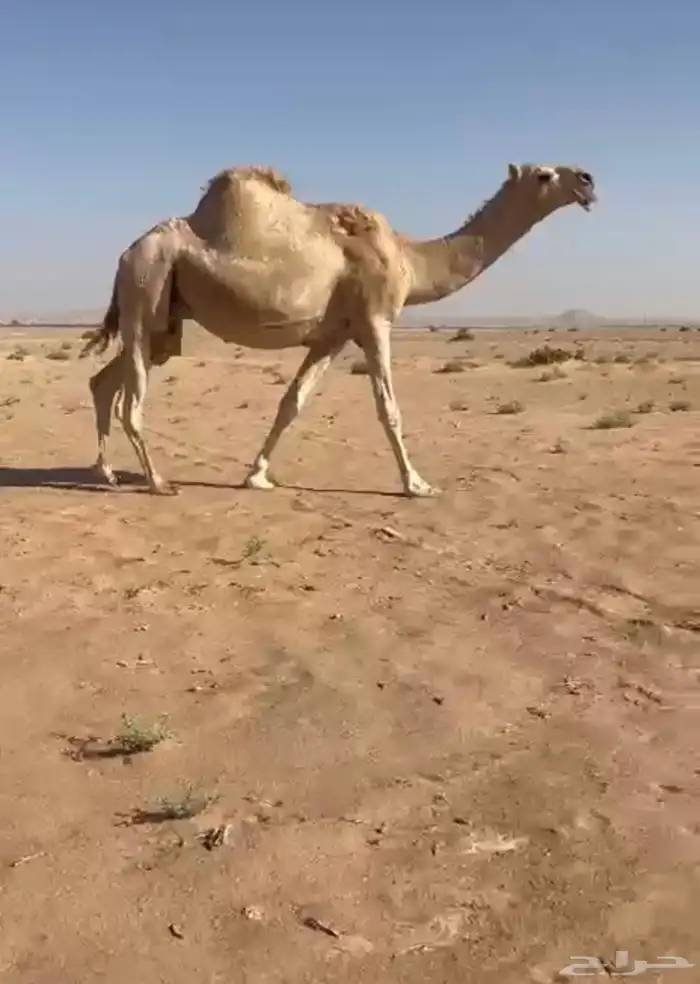 ضرايب شقح 0