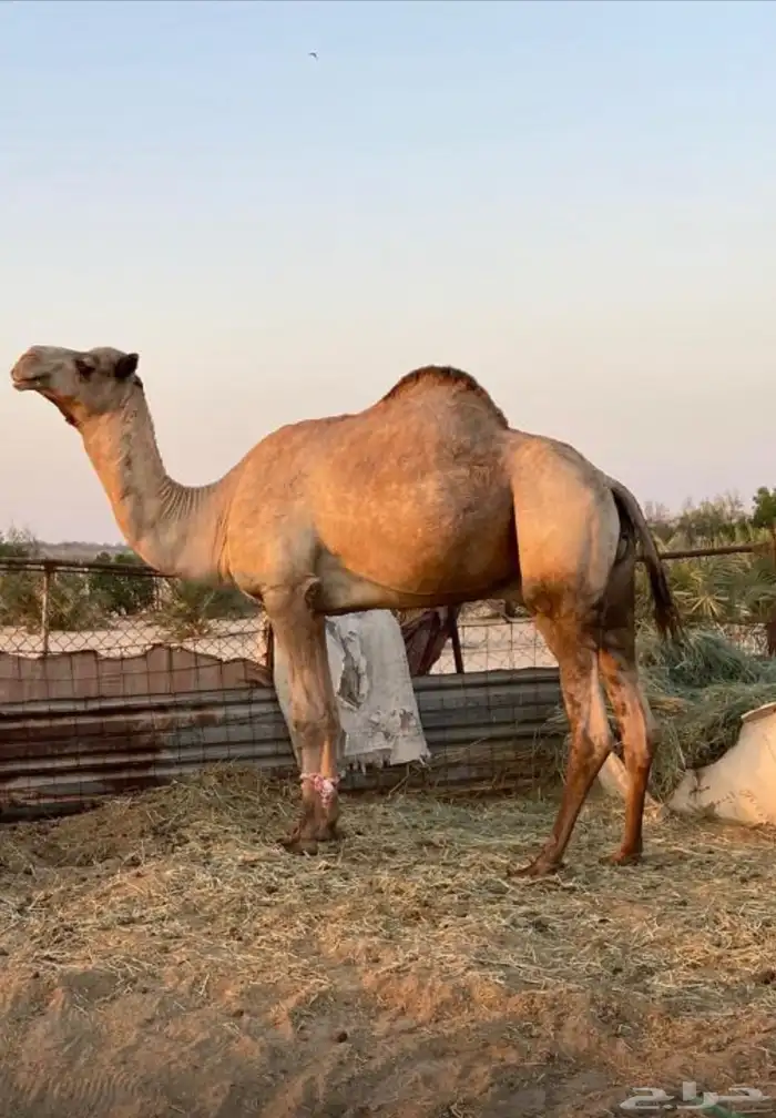 البيع فحل سلاله فاخره 0