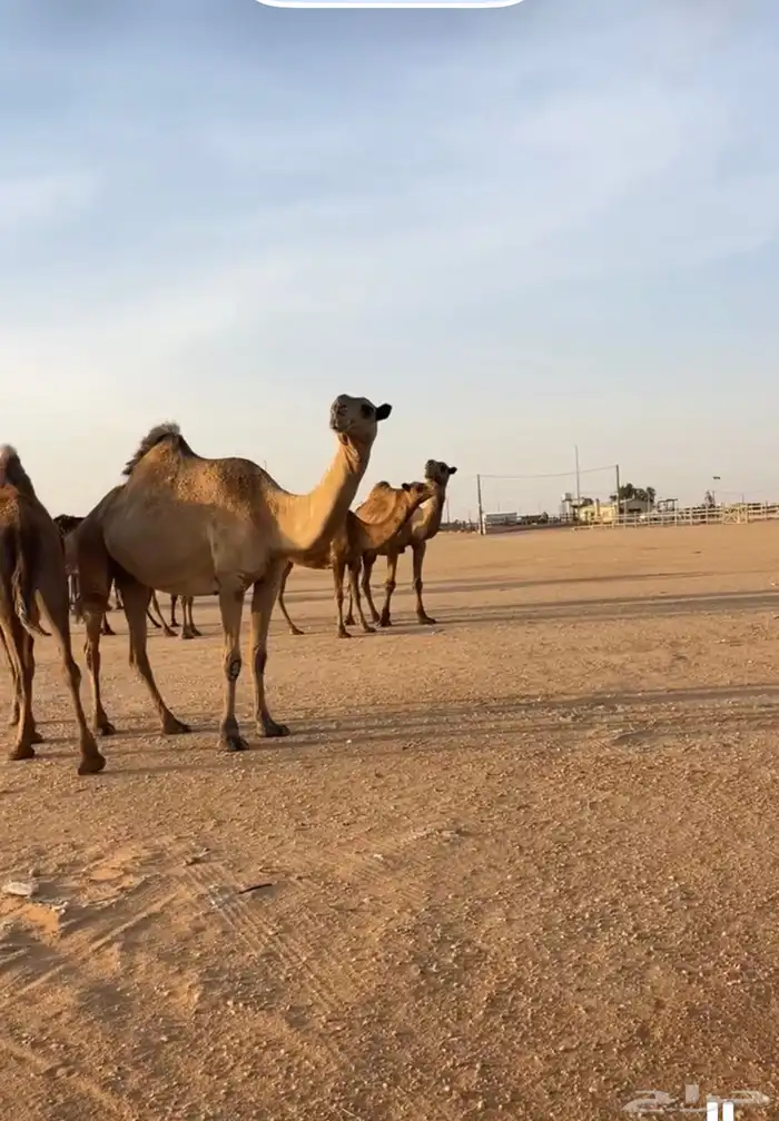 نياق البيع وحده شعل وحده صفرا ضرايب 3