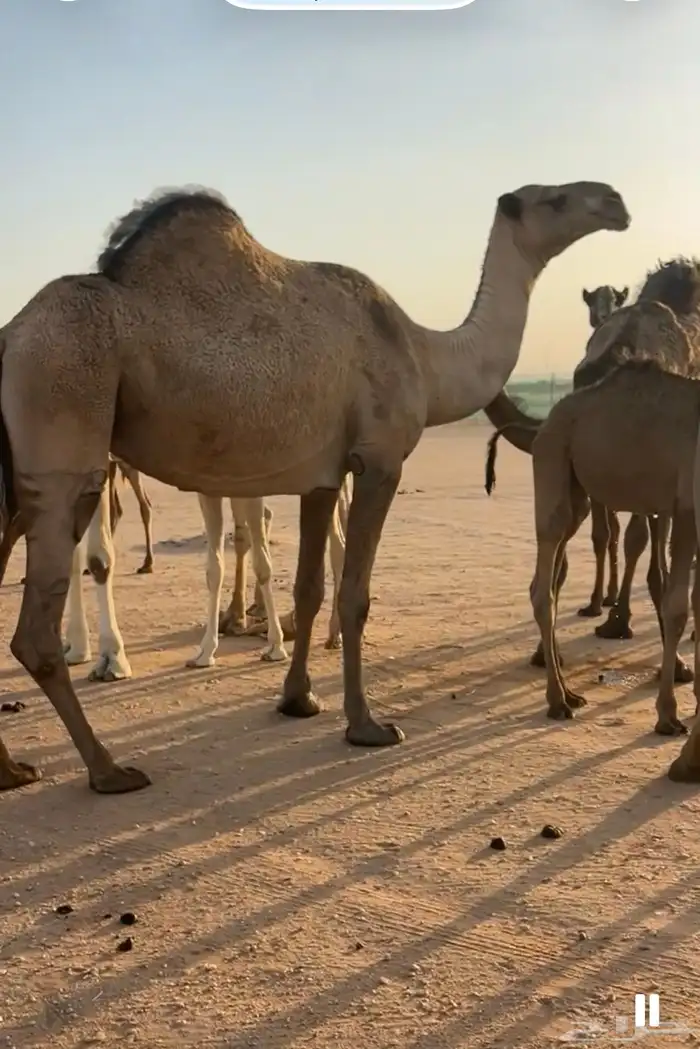 نياق البيع وحده شعل وحده صفرا ضرايب 1