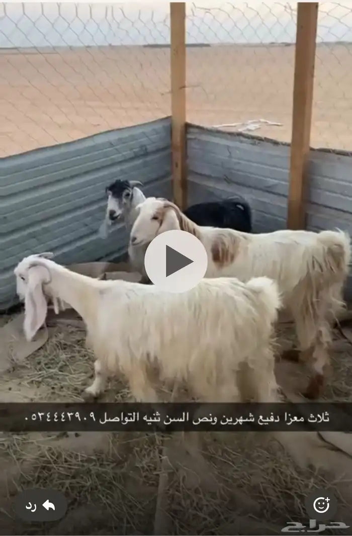 ماعز 0