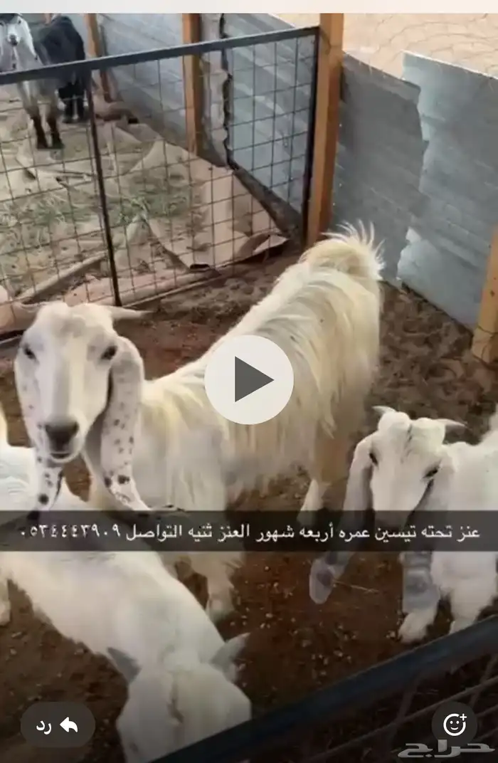ماعز 1