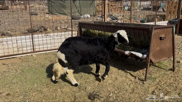 للبيع خروف نجدي 0