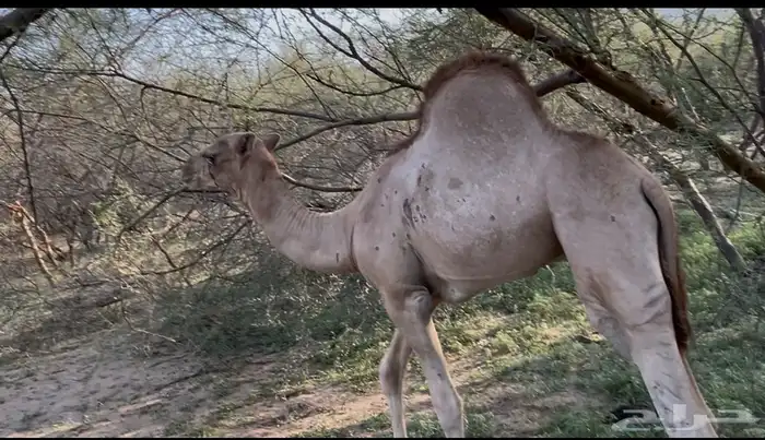 قعود ذاكر العمر 5 شهور 1