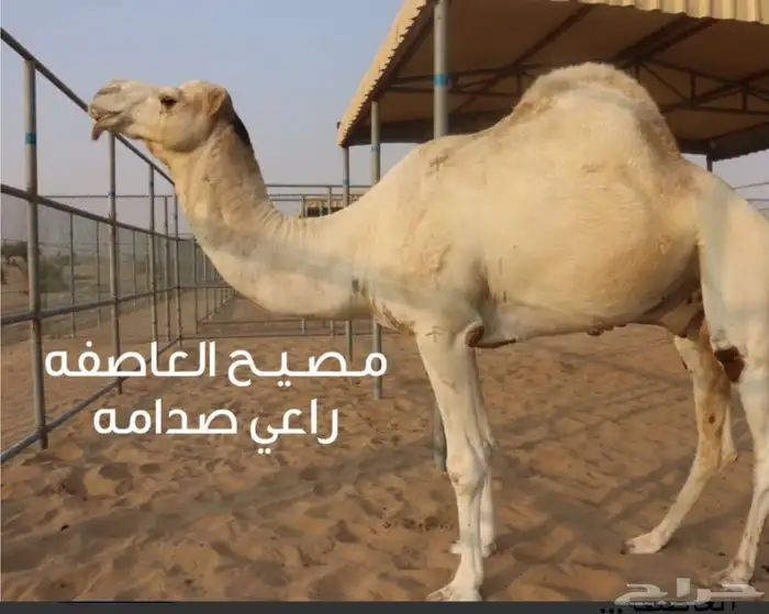 البيع فحل سلاله فاخره 1