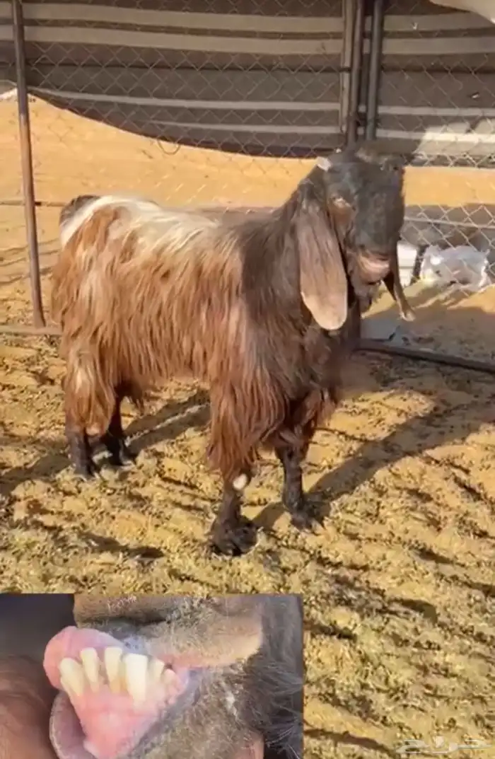 تيس شامي طيب 1