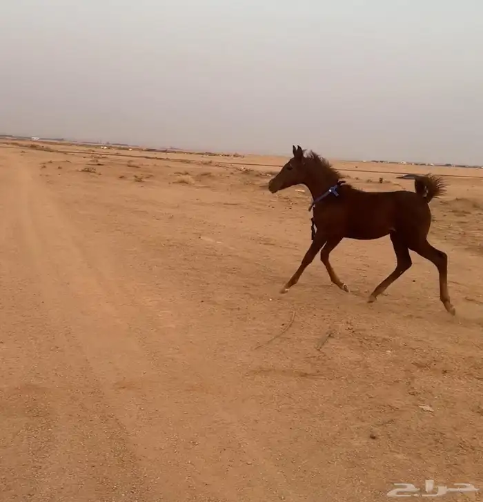 للبيع مهره طيبه با الحيل 3