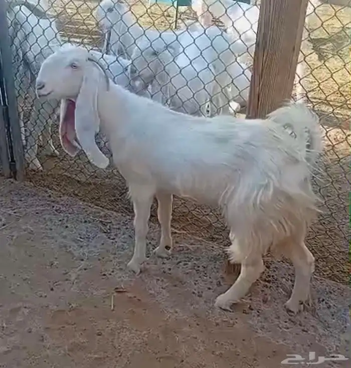 معزا مطوره صنف 3
