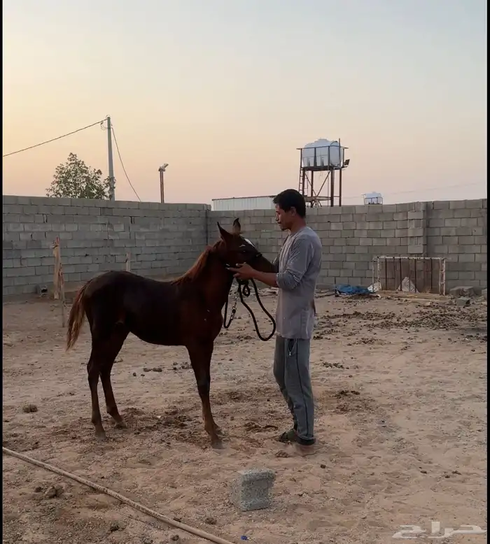 للبيع مهره طيبه با الحيل 2