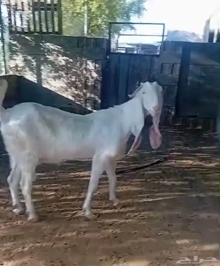 معزا مطوره صنف 2