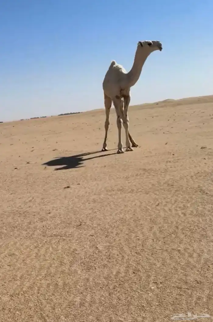 قعود اوضح رماني 1