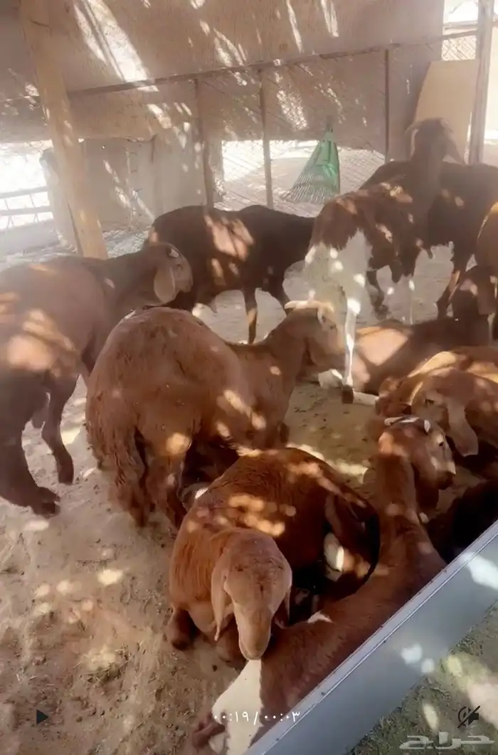 يوجد سواكن مرابي 3