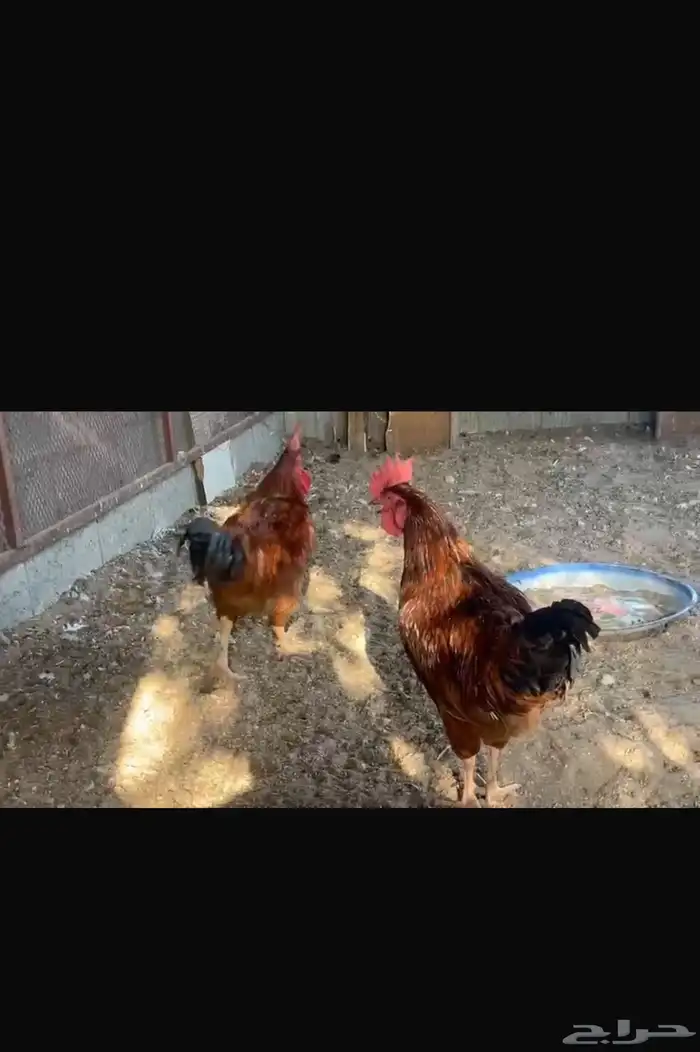 أرانب ودجاج 4