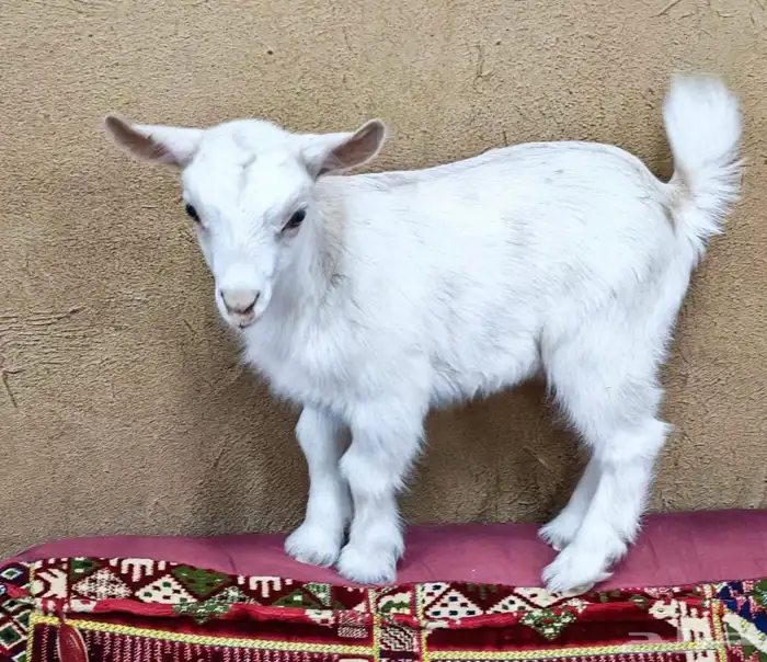 جفره قزم 1