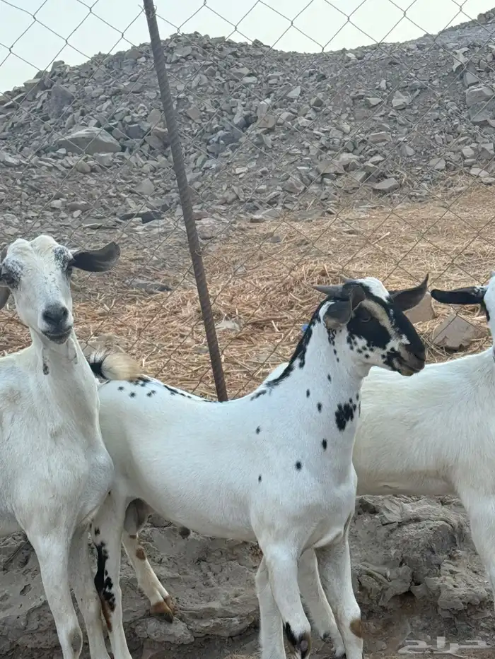 عنز بيشيه قارح يتبعها تيس و جفره 0