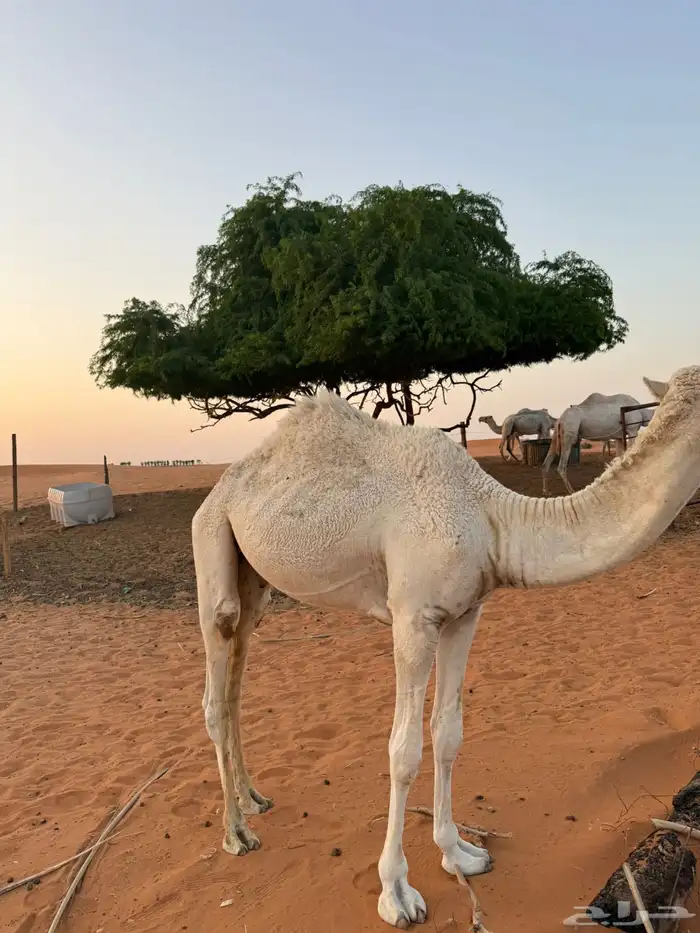 قعود قصب 1