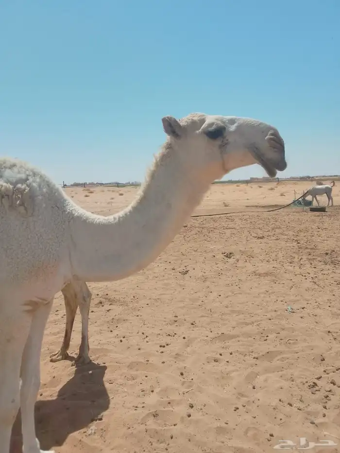بعير طيب للبيع 2