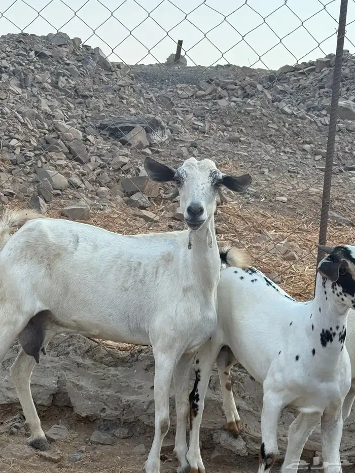 عنز بيشيه قارح يتبعها تيس و جفره 2